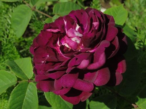 ruža kardinal Richelieu