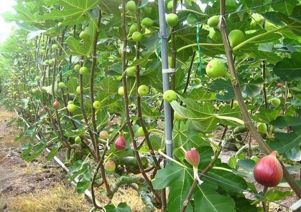 krata uprawa fig
