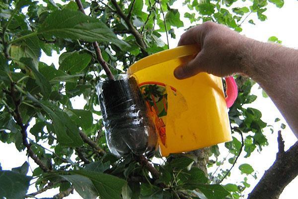 šľachtiteľská metóda pre ovocné stromy
