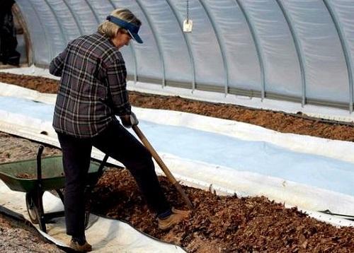 fertiliser le sol dans la serre