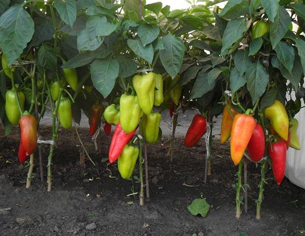 Bulgarian pepper harvest