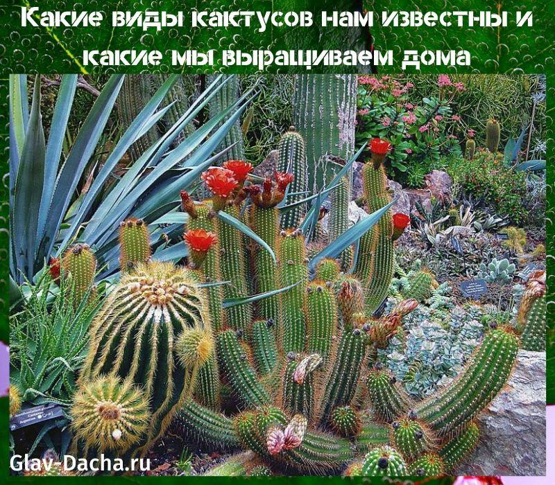 druhy kaktusov