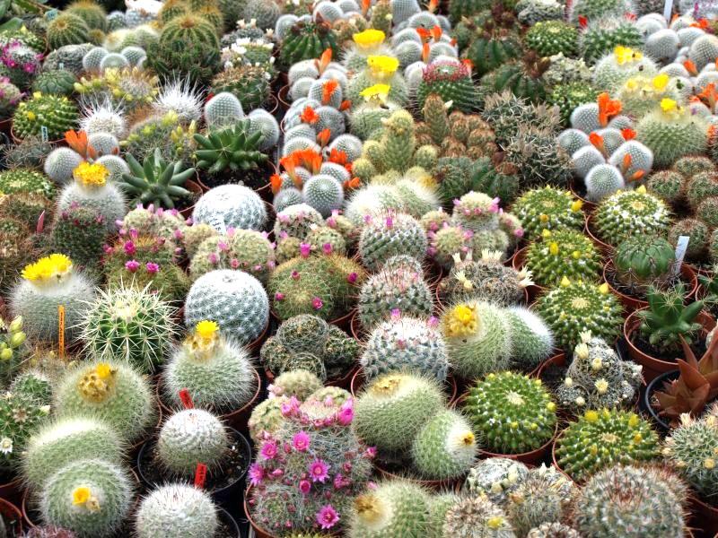 v Európe bežné druhy kaktusov