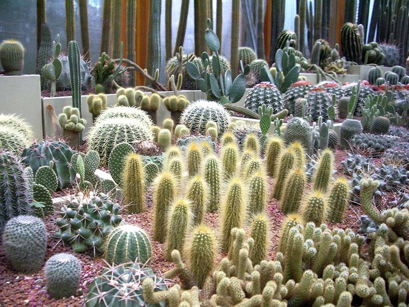 types de cactus