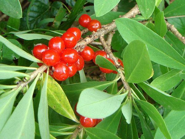 poisonous berries