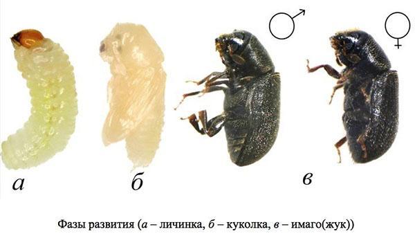 phases of development of the bark beetle