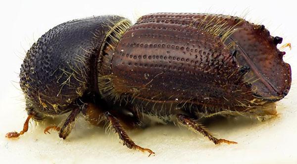 adult bark beetle