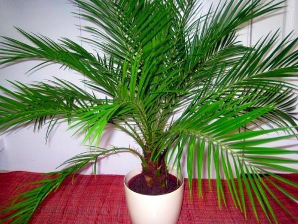 palmier de curmale