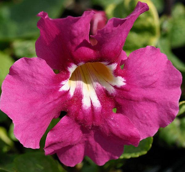 flower of incarvillea