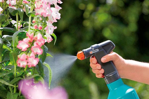 usando el insecticida calipso en el jardín