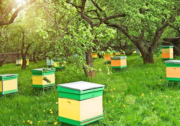 Inta-vir és tòxic per a les abelles