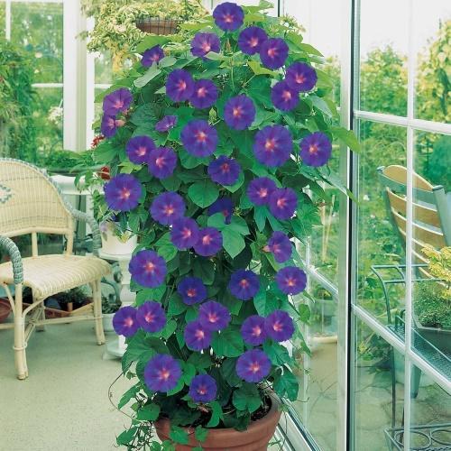 morning glory in a pot