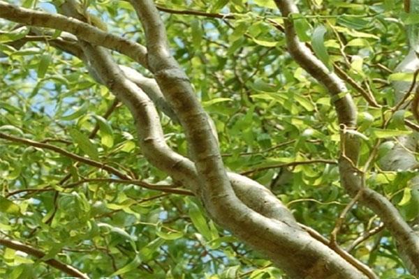 niesamowite piękno gałęzi wierzby Matsudan