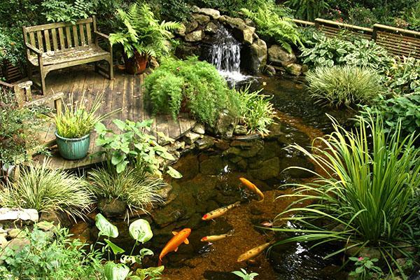 well-kept fish pond in the country