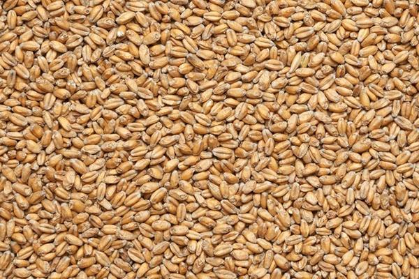 blé pur pour la germination