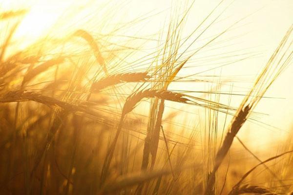 dobrá úroda pšenice
