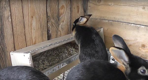 Kaninchenfutterautomat