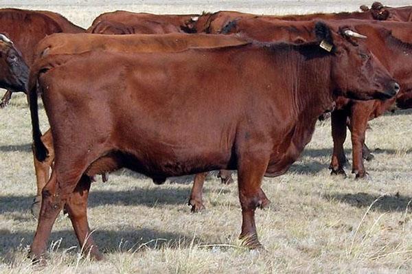 крави за лични спомагателни парцели