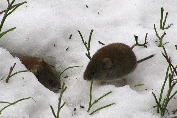 мишки през зимата в цветна градина