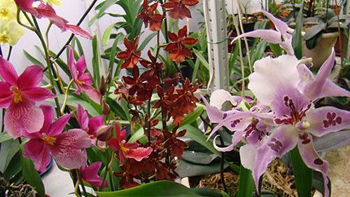 cambria orchidea teljes dicsőségében