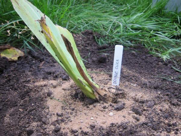 growing iris in the open field