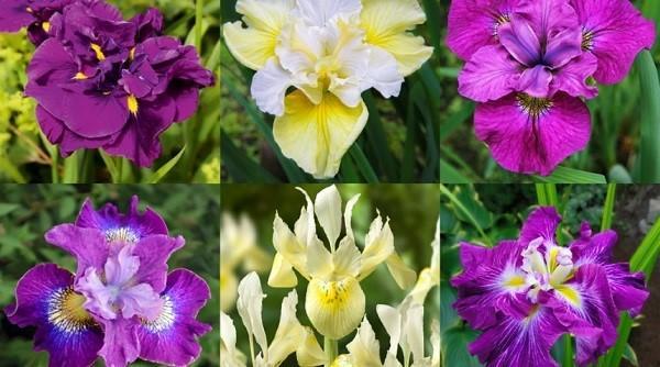 variedades de iris para casas de verano