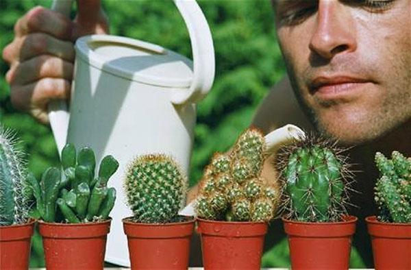 cura dei cactus