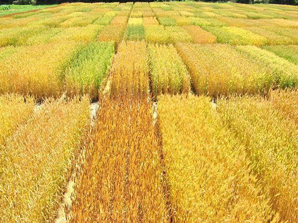 поле на зърнени култури