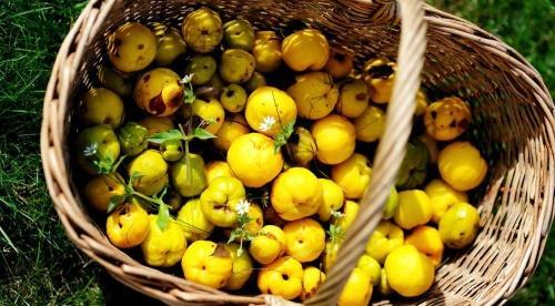quince in a basket