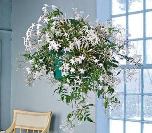 blommande polyantum