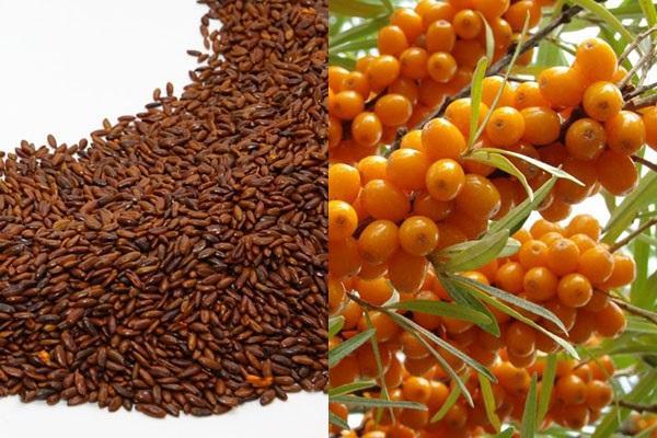 fruits and seeds of sea buckthorn