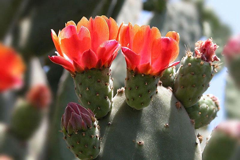kvitnúci kaktus opuncie