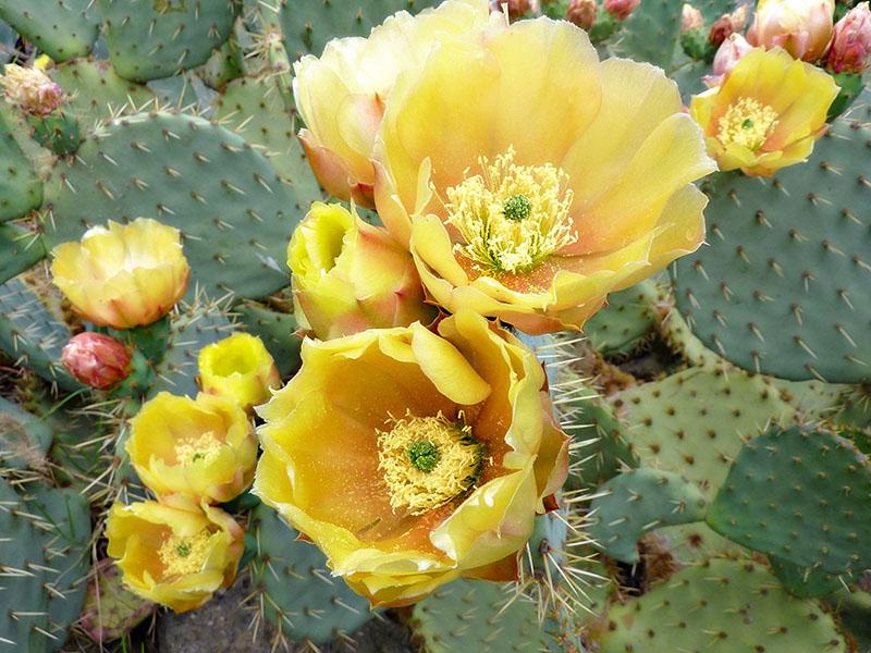 úžasný kaktus opuncia