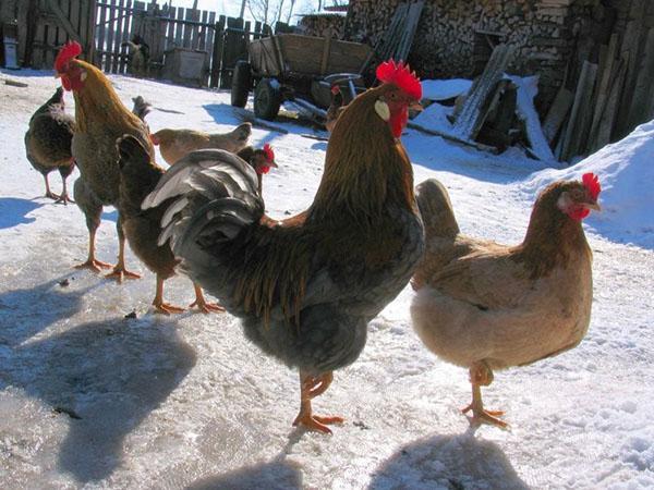 chickens walking in winter