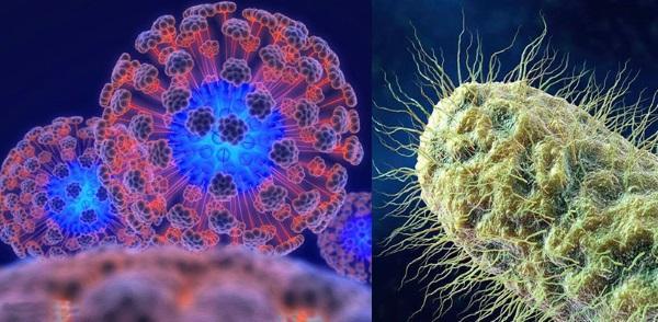 grip virüsü ve bakteri, deniz topalakını balla yener