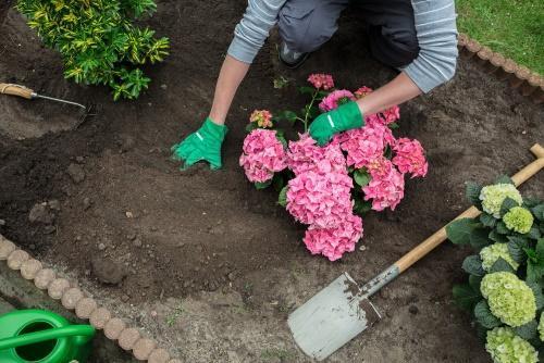 trồng hoa cẩm tú cầu