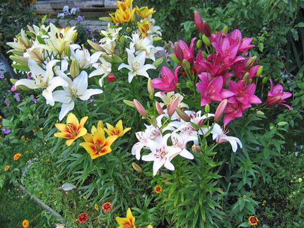 forskellige sorter af liljer i blomsterbedet