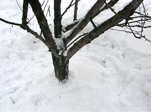 trypti sniegą aplink medžius