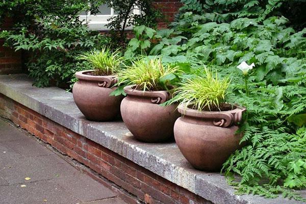 round flowerpots