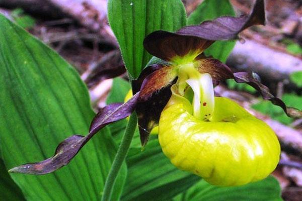 pantoufle de dame orchidée