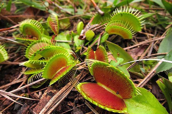 venus flytrap in the wild