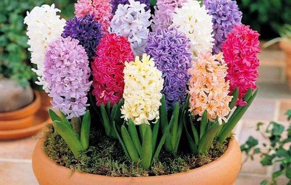 nútiť hyacinty v kvetináči