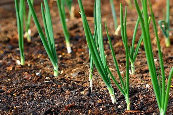 choose the right onion variety for forcing