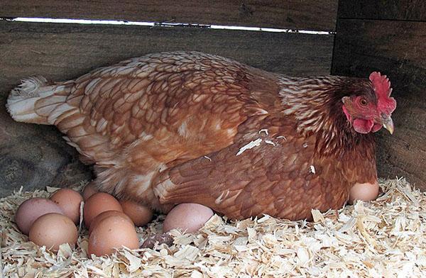 การผลิตไก่ไข่ในฤดูหนาว
