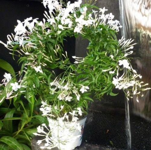 jasmijn polyantum