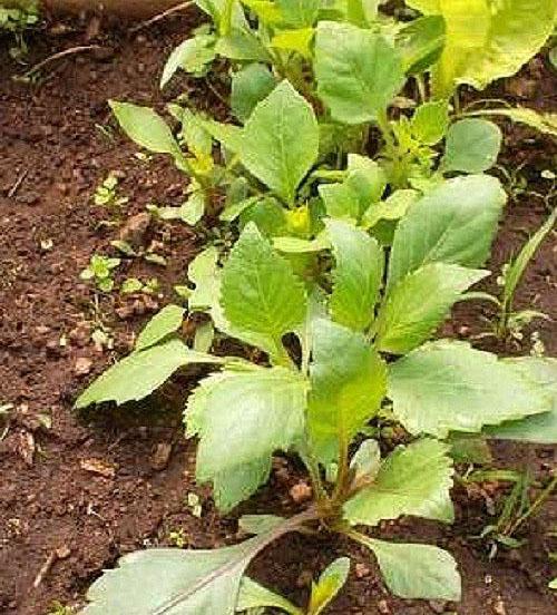 seedlings of annual dahlia seeds