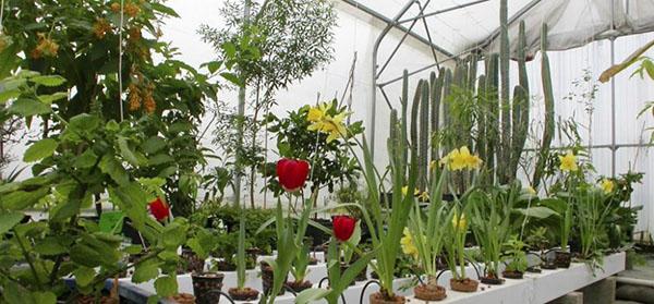 hydroponics til dyrkning af blomster