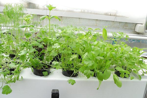 doftande gröna i hydroponics