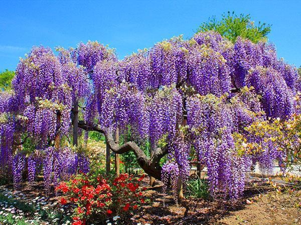 wisteria ที่ยอดเยี่ยมในสวน