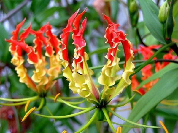 exotická rastlina gloriorza